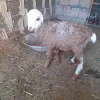 بره شیری ماده ۸۰۰۰تمن