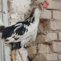 خروس نیمچه گلین