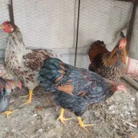 خروس وندیات