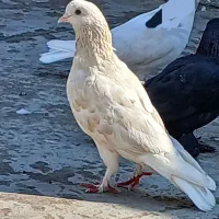 کبوتر گرفتنی