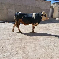 گوساله نر
