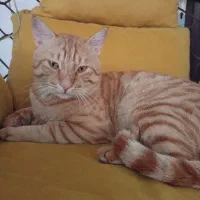 اهداگربه خانگی