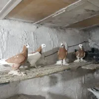 ۴عدد پاپر ساری گجله