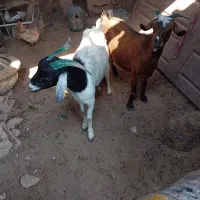 بز نجدی