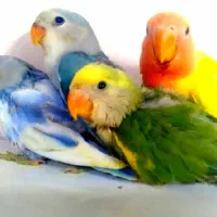 طوطی برزیلی فوق دستی دونخور وسرلاکی  +فیلم زنده