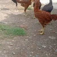 فروش جوجه لاری