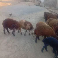 بره بره