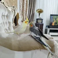 عروس هلندی