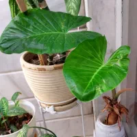 گیاه بابا ادم