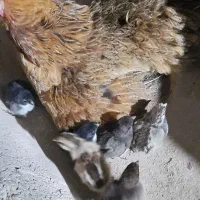تخم مرغ محلی نطفه دار باکیفیت جهت جوجه کشی و درمان