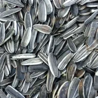 تخمه سنقری درجه دو