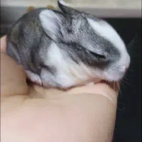 بچه خرگوش