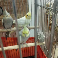 شش عدد عروس هلندی نر و ماده