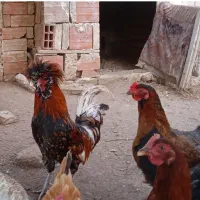 خروس لهستانی