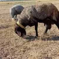 قوچ قزل افشار