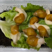 حلزون