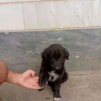 سگ ژرمن