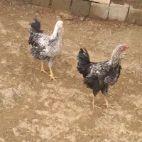 خروس|حیوانات مزرعه|حسین آباد, |دیوار