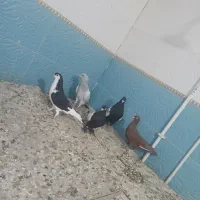 کفتر