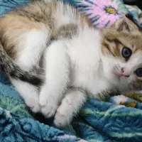 واگذاری گربه دو نژاده