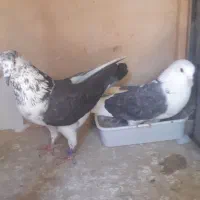 کبوتر