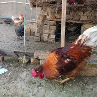 جوجه . مرغ . خروس