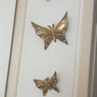 پروانه برنز