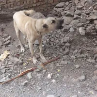 سگ گله|سگ|خرمدشت, |دیوار