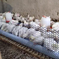 مرغ گوشتی کاملا بهداشتی