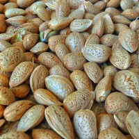 بادام سنگی تازه و درجه یک