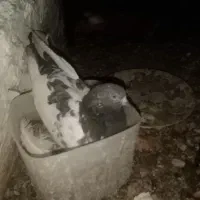 پا کستانی