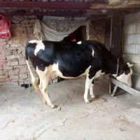 گاو جوان حدود 2ماهه آبستنه