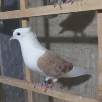ماده پشت زرد کاکلی