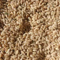 گندم دیم وآبی