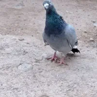 المانی قره سبز نر
