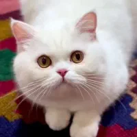 پرشین