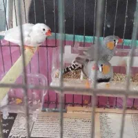 فنچ دونه ای ۲۵۰ تومان