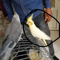 عروس هلندی گمشده در محدوده بسیجیان باشگاه نه دی