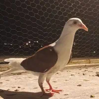 جوجه پشت گراف سرخ و کرواتی چتن زرد طوقی زرد...
