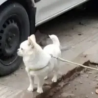 واگذار سگ شیواوا