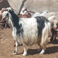 بزماده