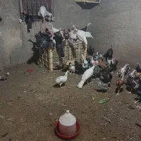 جوجه بوقلمون ۵ ماهه