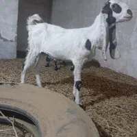 کره  پاکستانی فروشی تازه آبستن شده