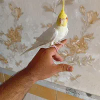 عروس هلندی لوتینو نر بالغ
