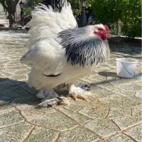 خروس برهما