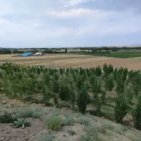 کارگردر باغ ـکارگر ساده