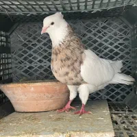 نر طوقی آجری خال سرکه ای