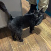 فوری گربه برای واگذاری