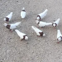 کبوتر طوقی