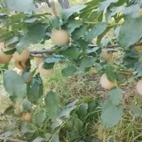 نیازمند کارگر